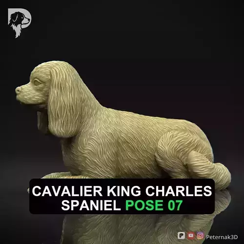 Dog 3D Print Model Cavalier King Charles Spaniel Pose 07 STL