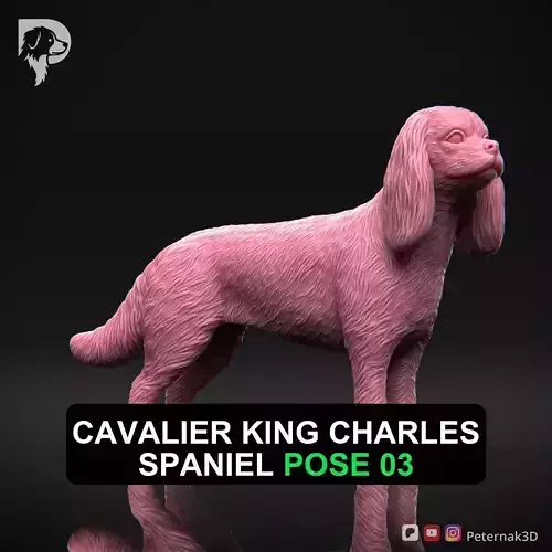 Dog 3D Print Model Cavalier King Charles Spaniel Pose 03 STL