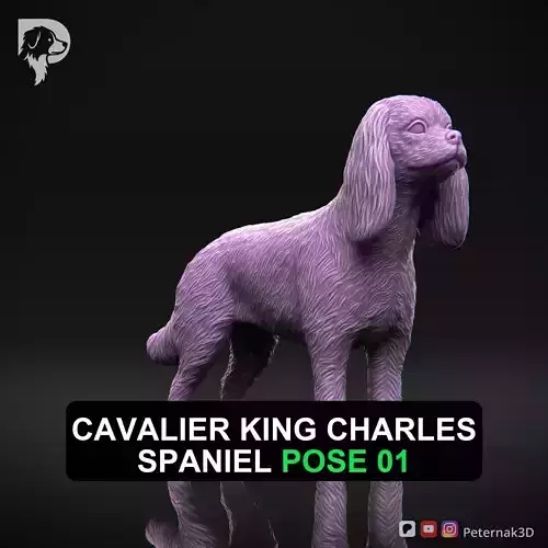 Dog 3D Print Model Cavalier King Charles Spaniel Pose 01 STL