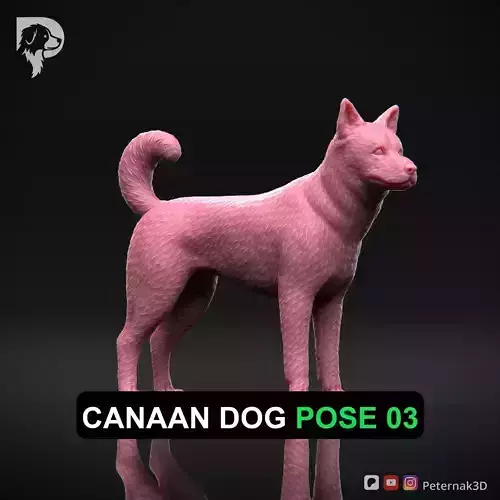 Dog 3D Print Model Canaan Dog Pose 03 Ready STL