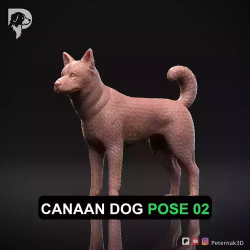 Dog 3D Print Model Canaan Dog Pose 02 Ready STL