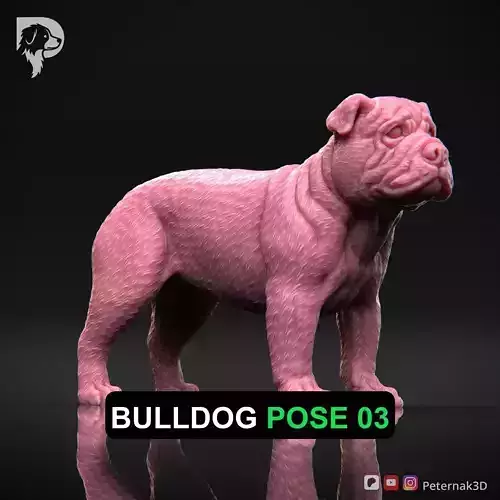 Dog 3D Print Model Bulldog Dog Pose 03 Ready STL