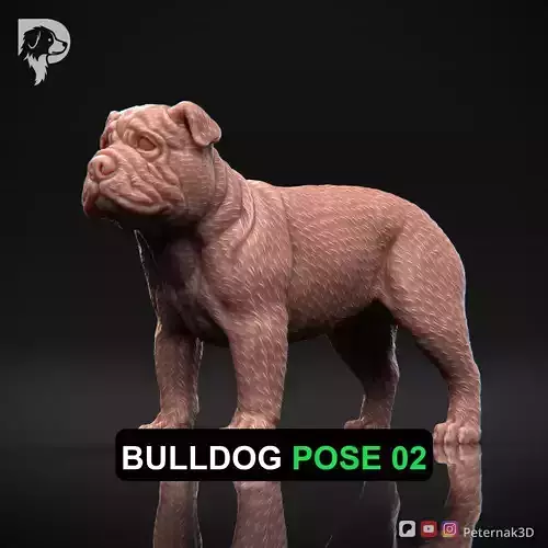 Dog 3D Print Model Bulldog Dog Pose 02 Ready STL
