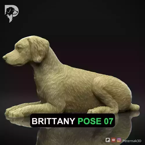 Dog 3D Print Model Brittany Dog Pose 07 Ready STL