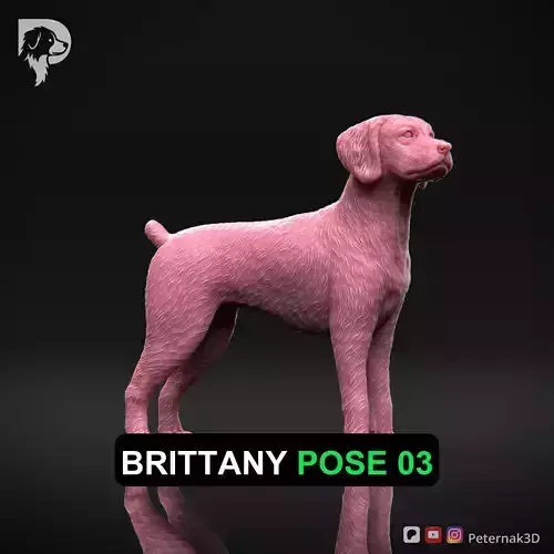 Dog 3D Print Model Brittany Dog Pose 03 Ready STL