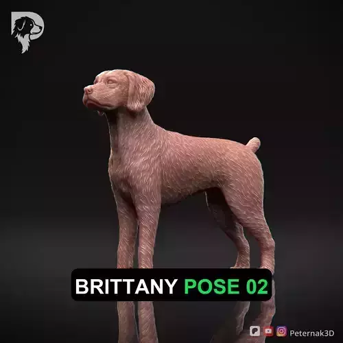 Dog 3D Print Model Brittany Dog Pose 02 Ready STL