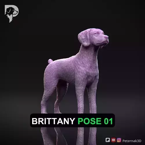 Dog 3D Print Model Brittany Dog Pose 01 Ready STL