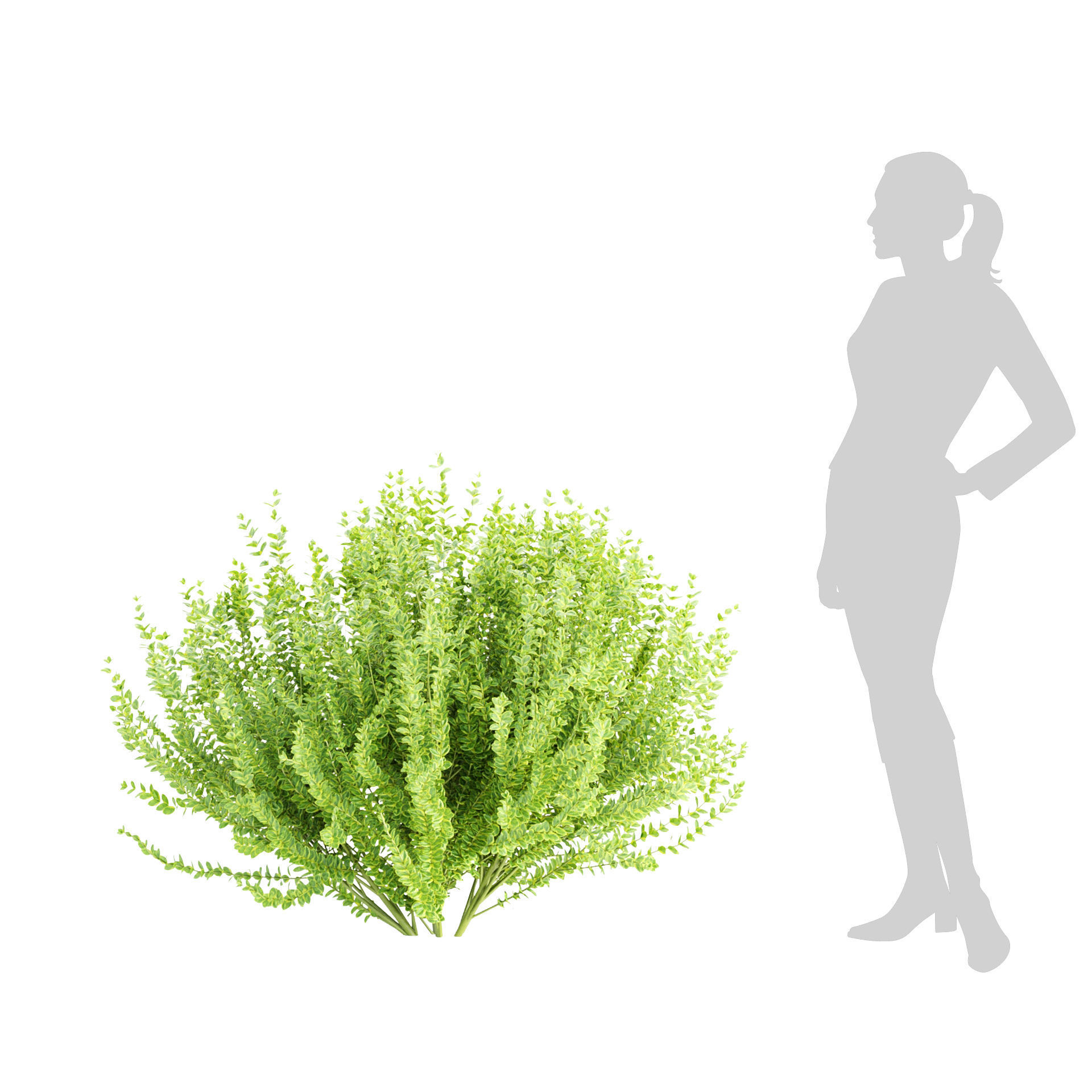 Evergreen Spindle Bushes collection vol 232 3D model_4