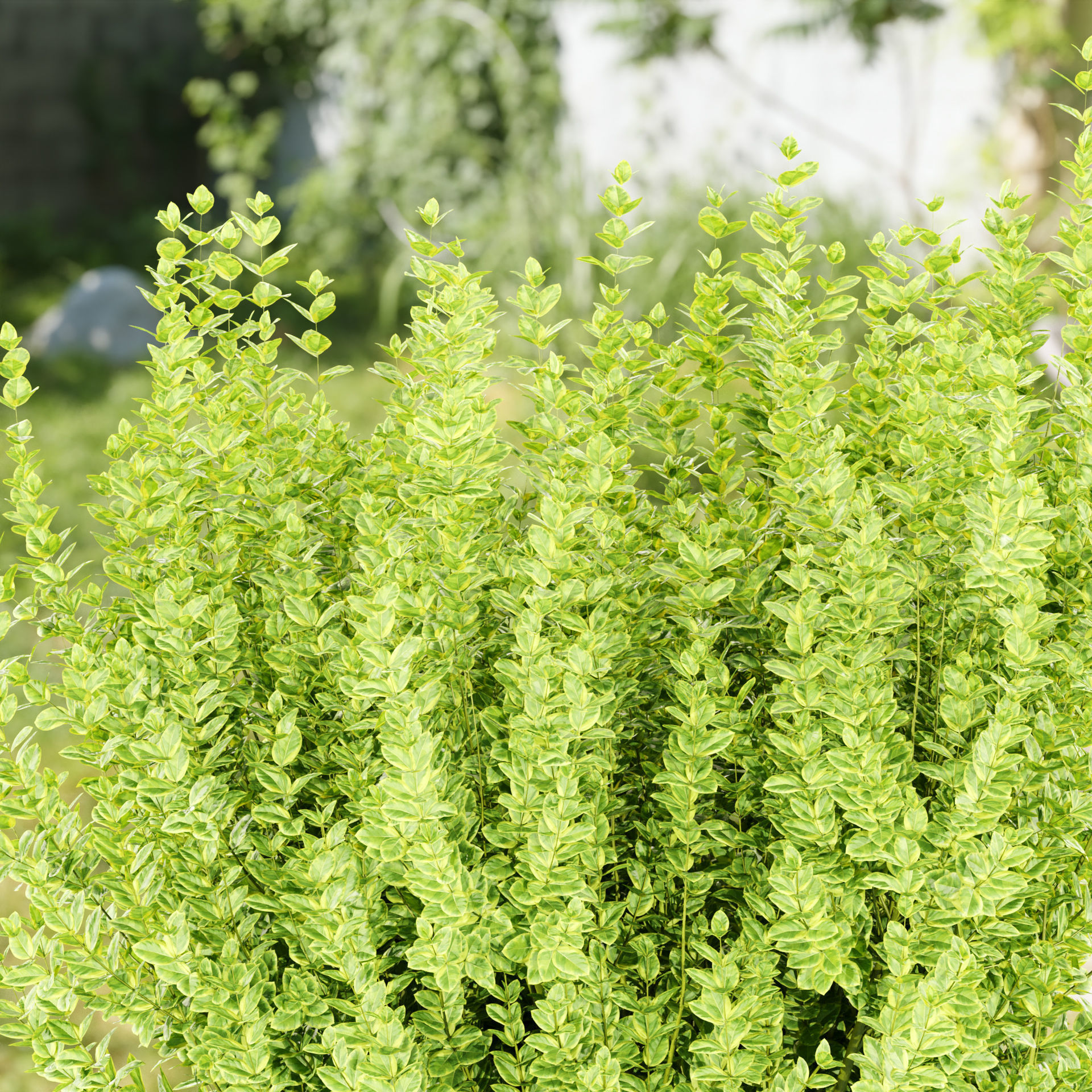 Evergreen Spindle Bushes collection vol 232 3D model_1