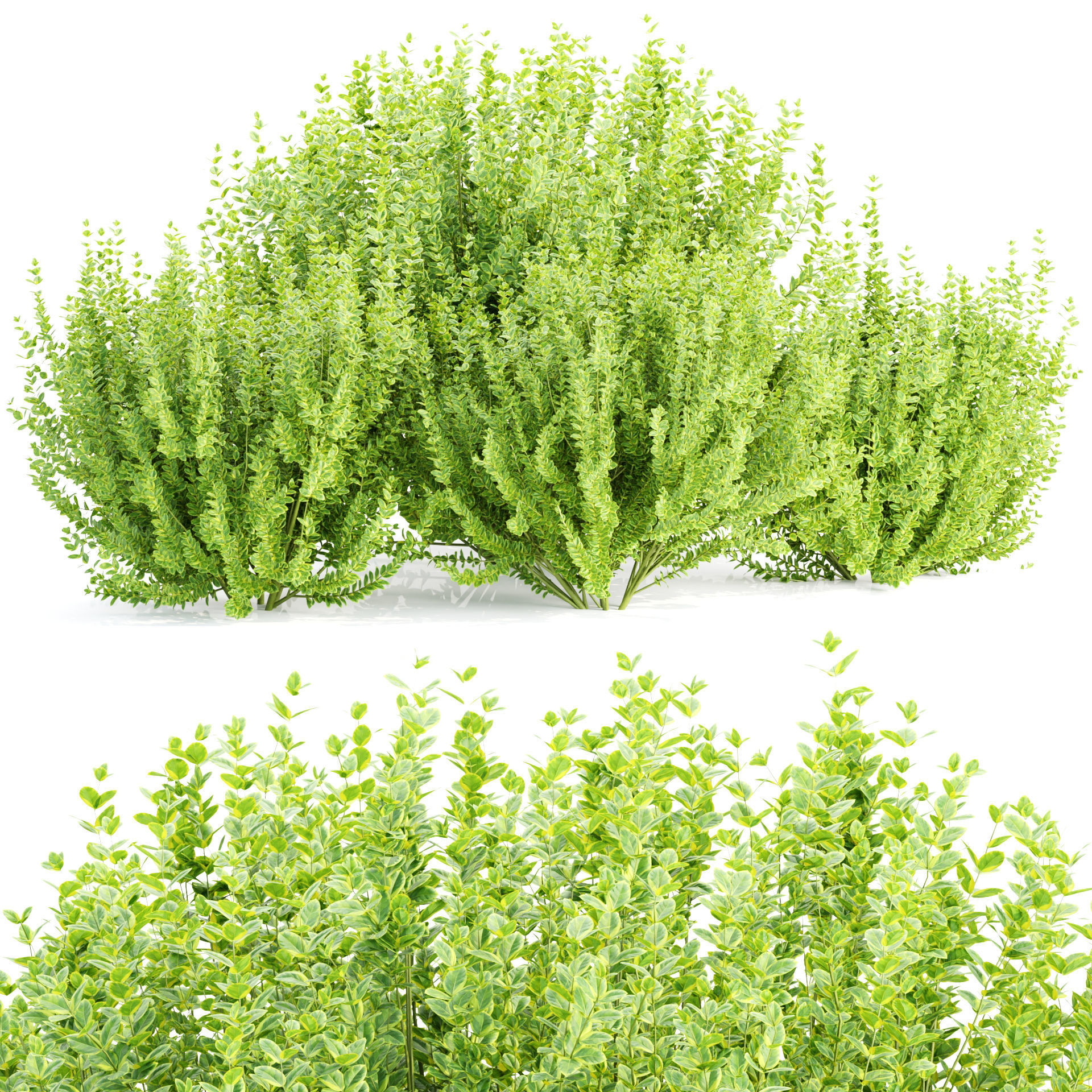 Evergreen Spindle Bushes collection vol 232 3D model_7