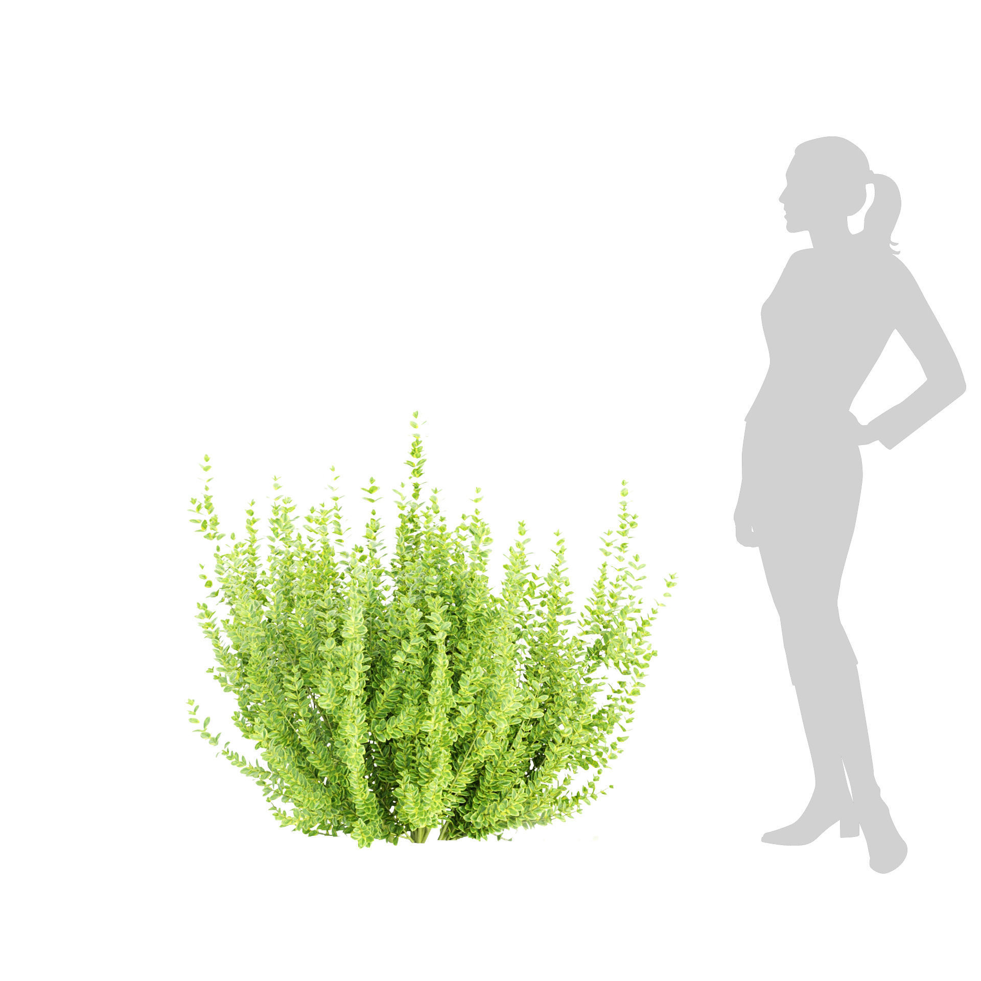 Evergreen Spindle Bushes collection vol 232 3D model_5