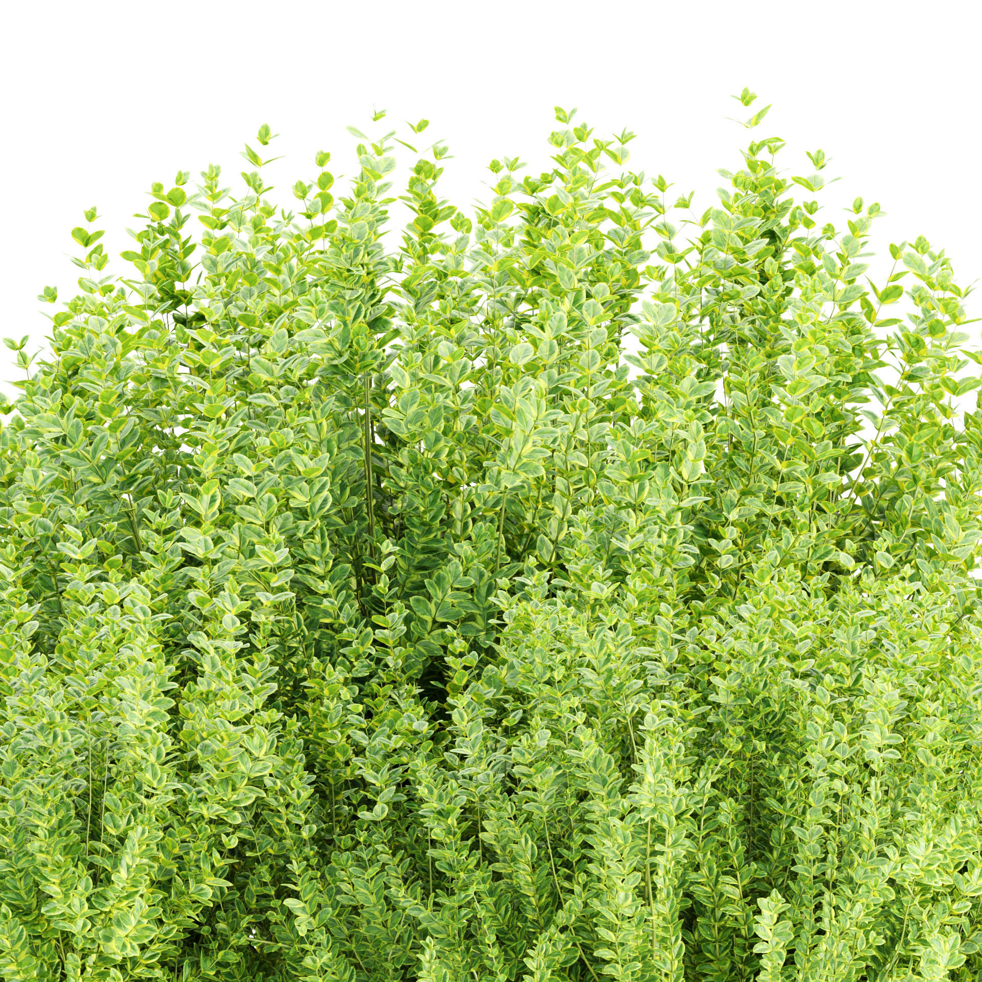 Evergreen Spindle Bushes collection vol 232 3D model_2