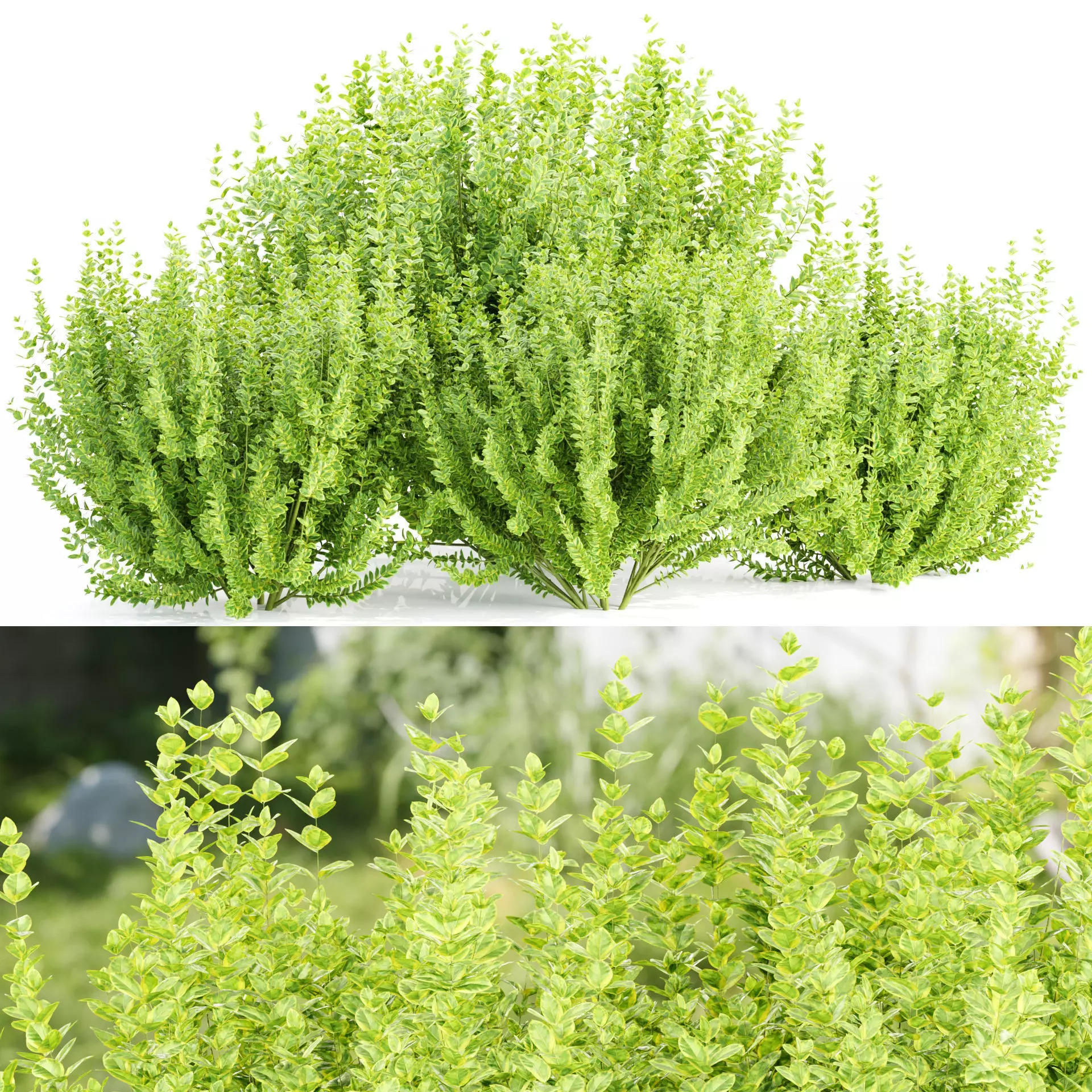Evergreen Spindle Bushes collection vol 232 3D model_0