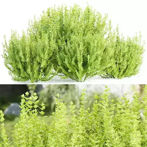 Evergreen Spindle Bushes collection vol 232 3D model