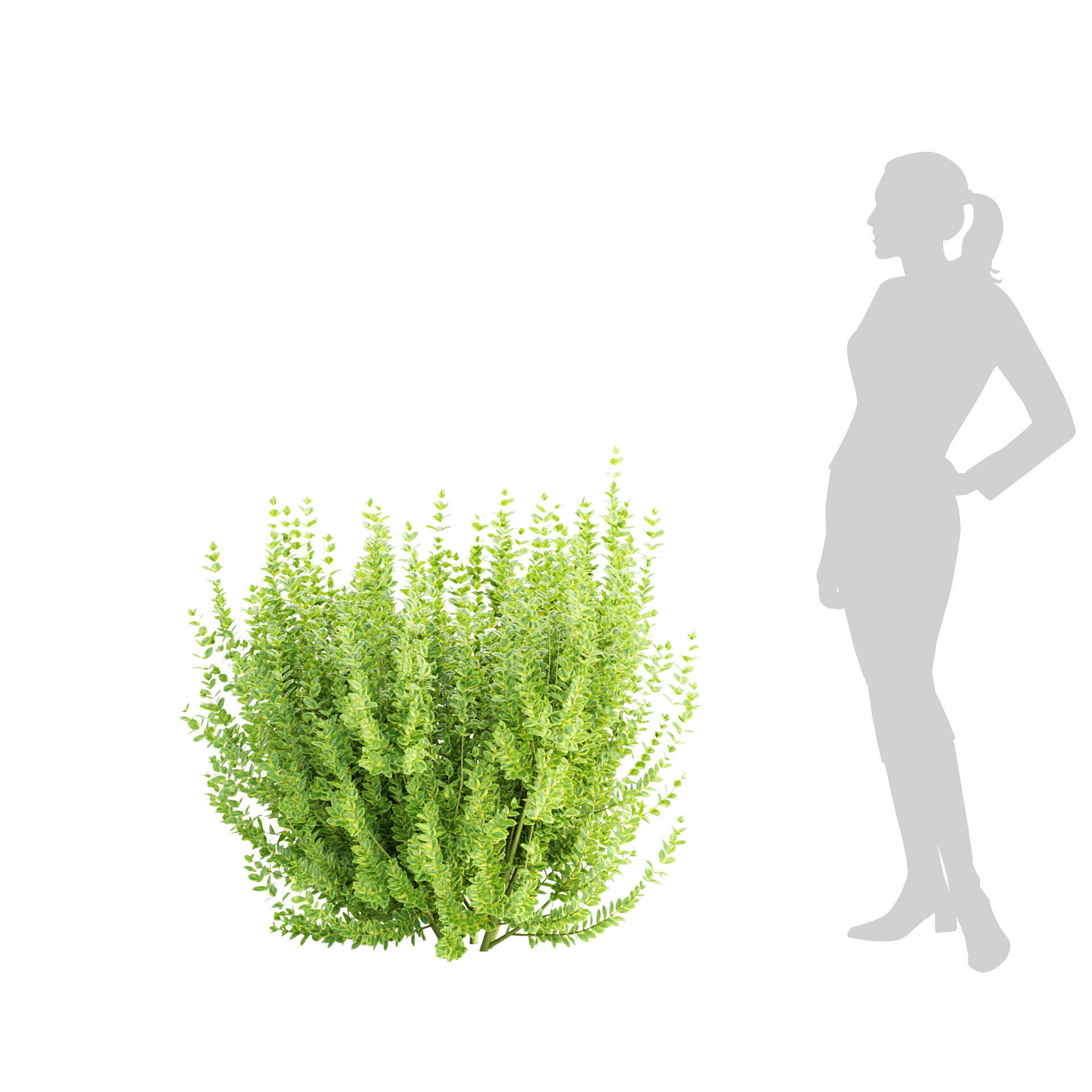 Evergreen Spindle Bushes collection vol 232 3D model_6