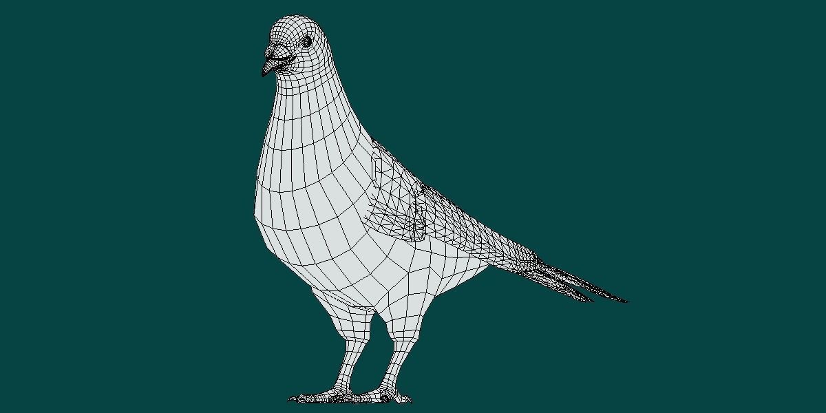 Lahore Pigeon Bird Low-poly 3D model_3
