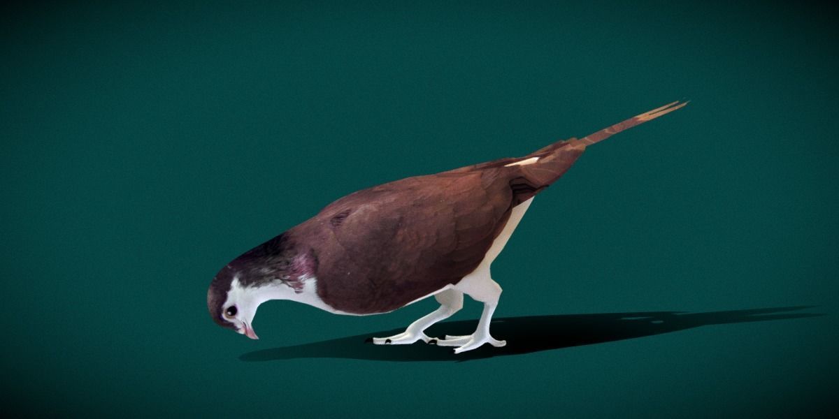 Lahore Pigeon Bird Low-poly 3D model_2