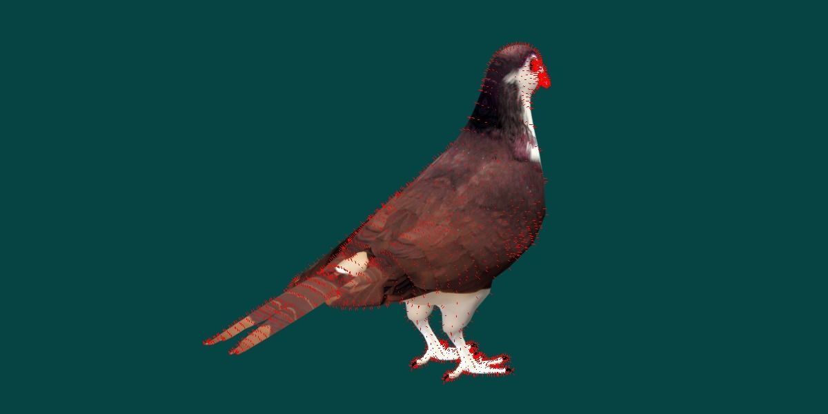 Lahore Pigeon Bird Low-poly 3D model_6