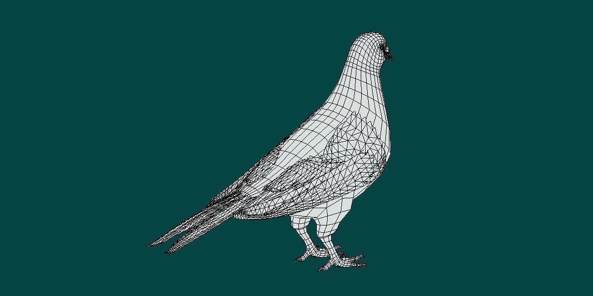 Lahore Pigeon Bird Low-poly 3D model_5