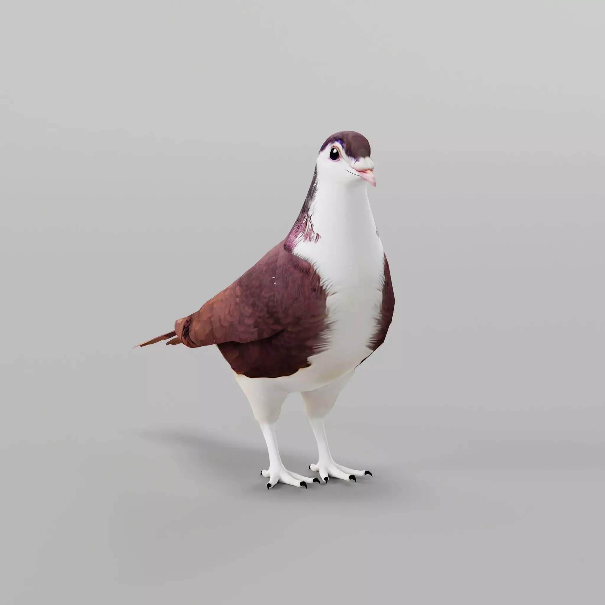 Lahore Pigeon Bird Low-poly 3D model_0