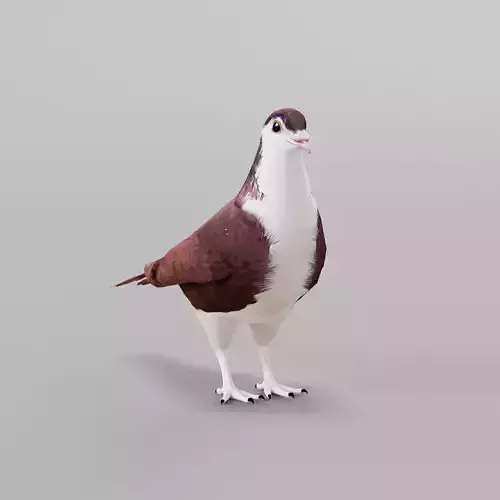 Lahore Pigeon Bird Low-poly 3D model