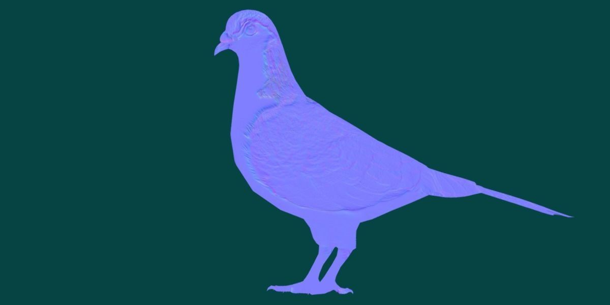Lahore Pigeon Bird Low-poly 3D model_14