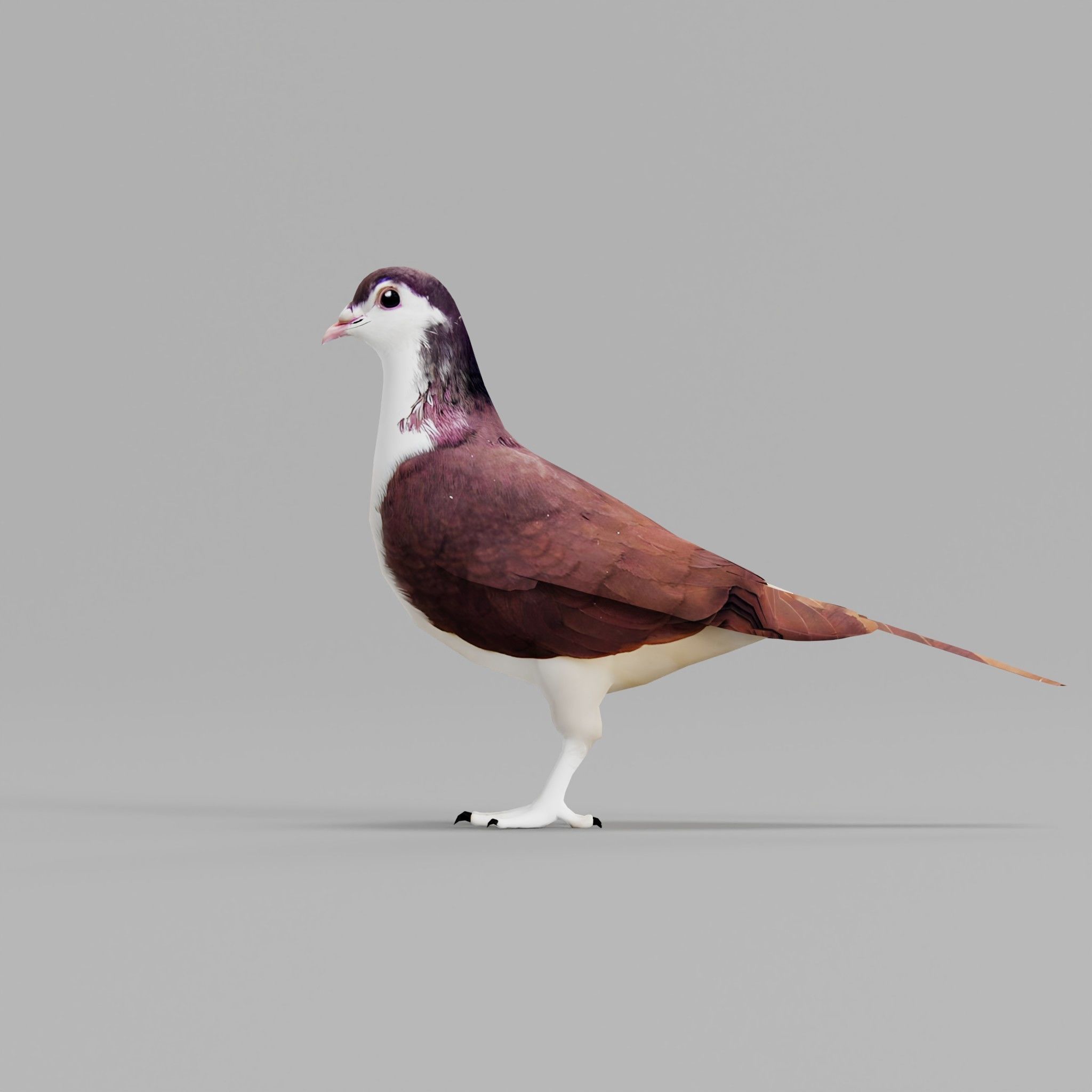 Lahore Pigeon Bird Low-poly 3D model_20