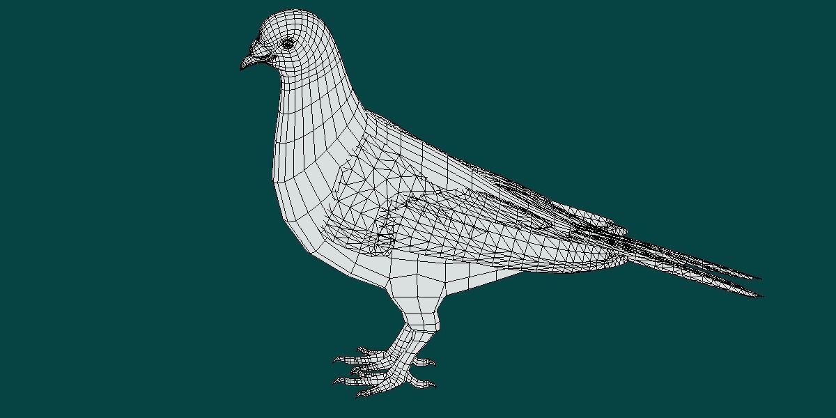 Lahore Pigeon Bird Low-poly 3D model_4