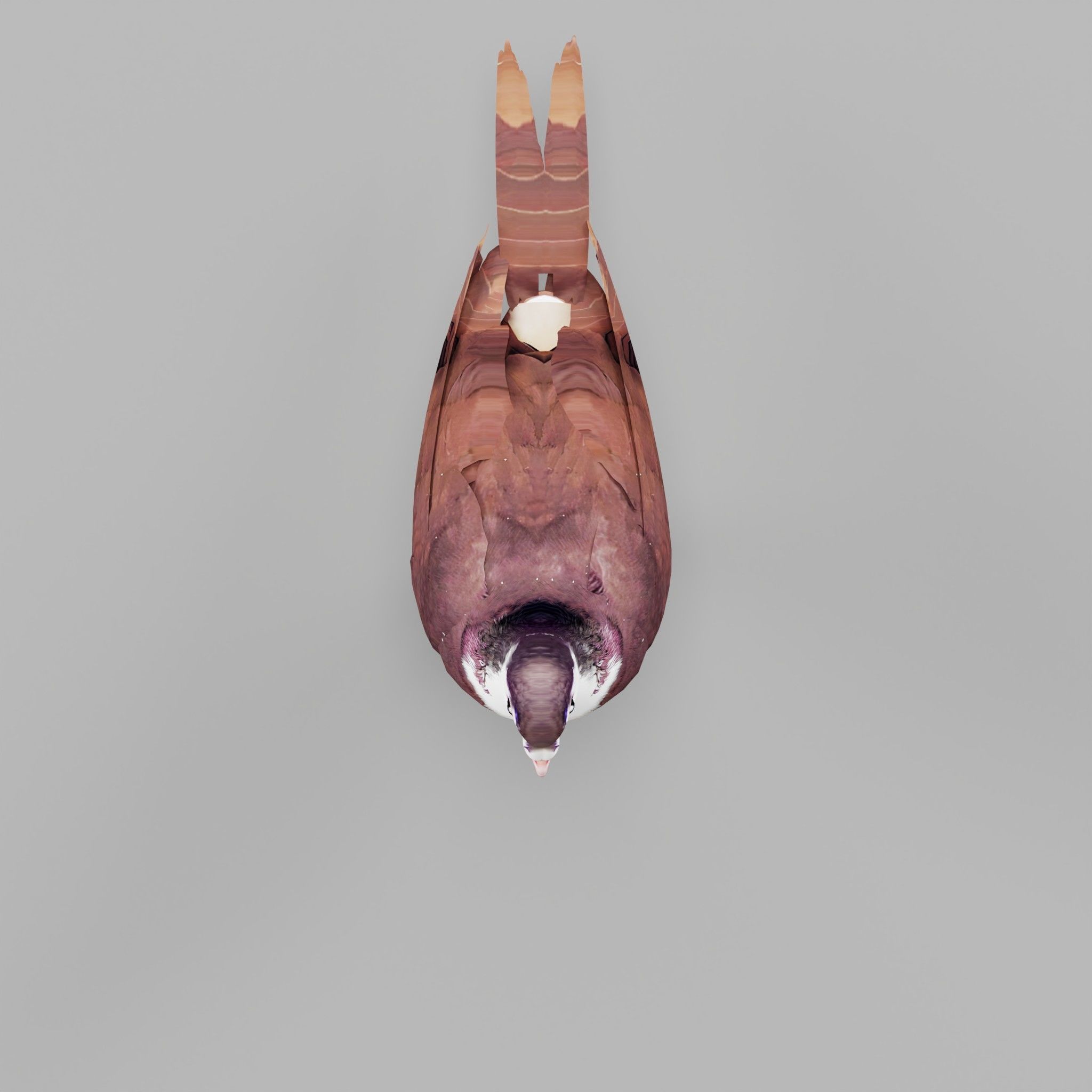 Lahore Pigeon Bird Low-poly 3D model_21