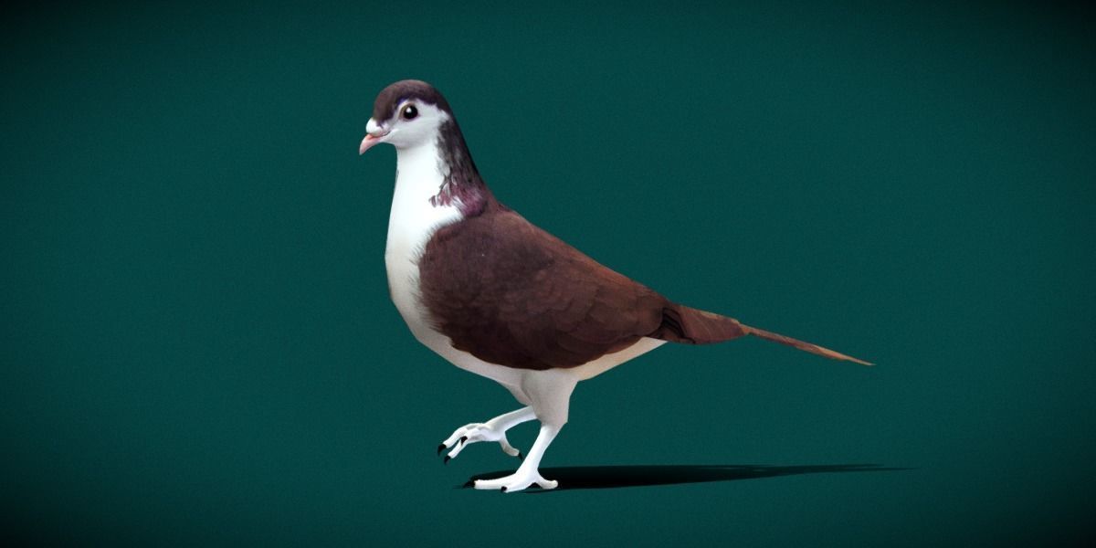 Lahore Pigeon Bird Low-poly 3D model_18