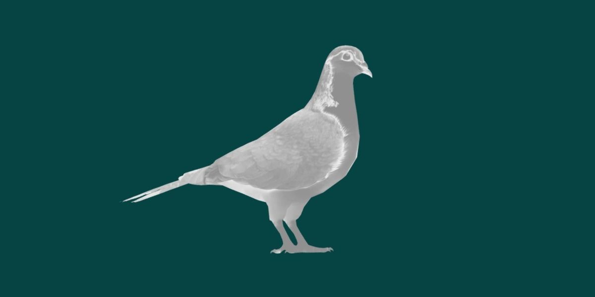 Lahore Pigeon Bird Low-poly 3D model_15