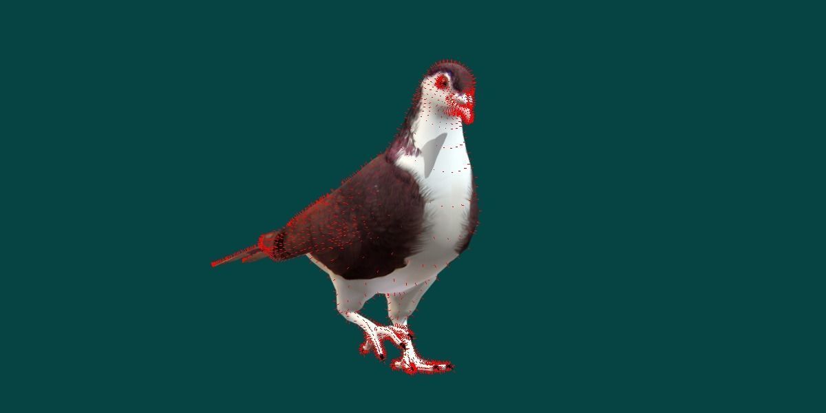 Lahore Pigeon Bird Low-poly 3D model_7