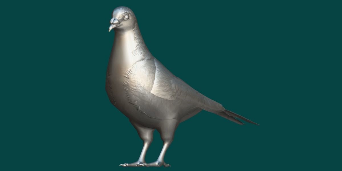 Lahore Pigeon Bird Low-poly 3D model_17