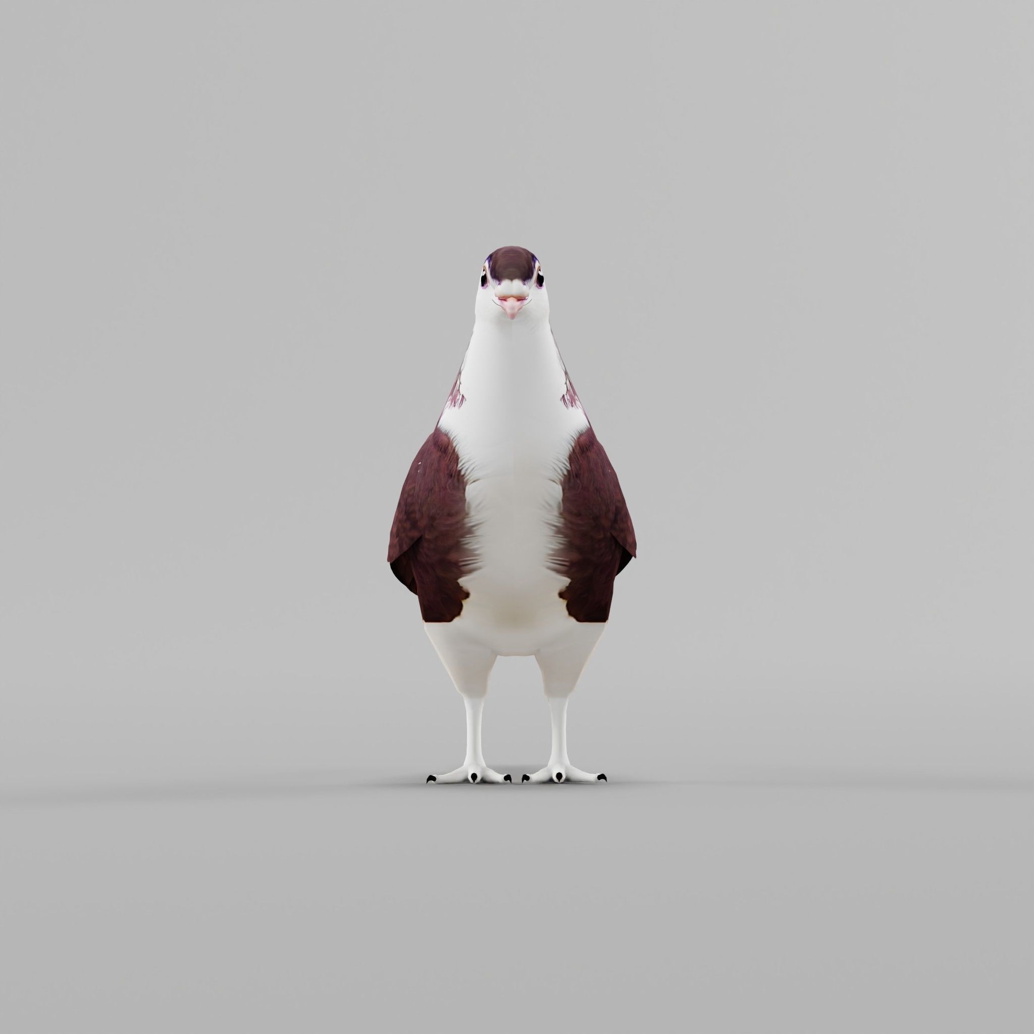 Lahore Pigeon Bird Low-poly 3D model_19