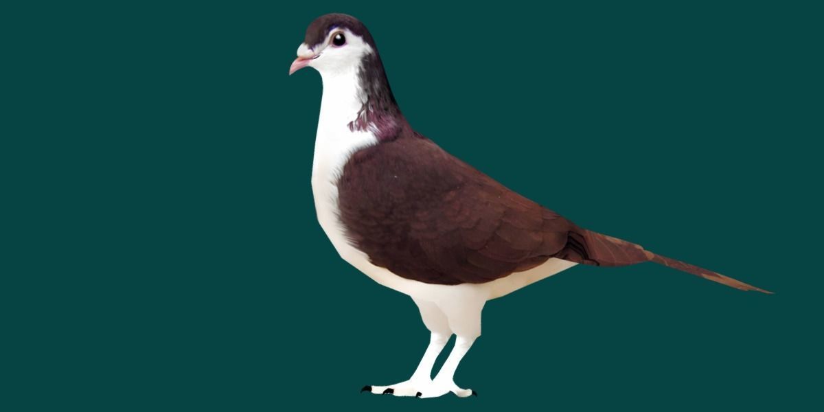 Lahore Pigeon Bird Low-poly 3D model_13