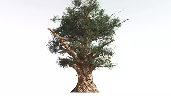 EVERYPlant Great Basin Bristlecone Pine 4 --16 Models-- 3D model