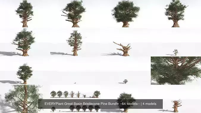 EVERYPlant Great Basin Bristlecone Pine Bundle --64 Models-- 3D Model Collection