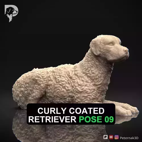 Dog 3D Print Model Curly Coated Retriever Dog Pose 09 Ready STL