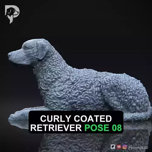 Dog 3D Print Model Curly Coated Retriever Dog Pose 08 Ready STL