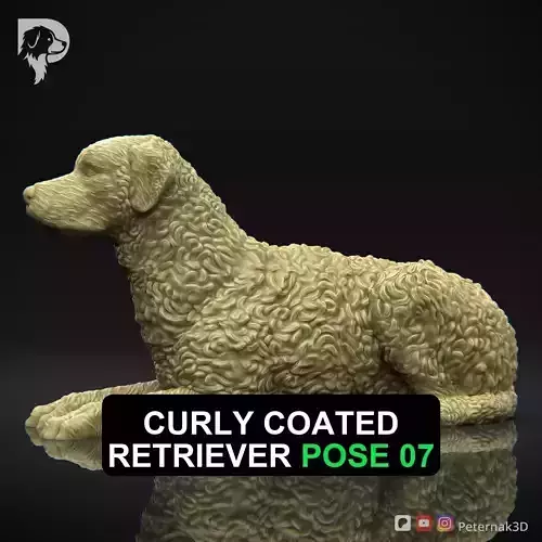 Dog 3D Print Model Curly Coated Retriever Dog Pose 07 Ready STL