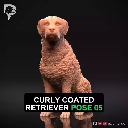 Dog 3D Print Model Curly Coated Retriever Dog Pose 05 Ready STL
