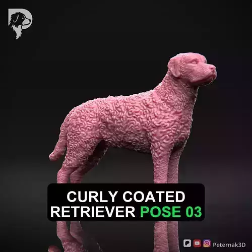 Dog 3D Print Model Curly Coated Retriever Dog Pose 03 Ready STL