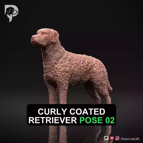 Dog 3D Print Model Curly Coated Retriever Dog Pose 02 Ready STL