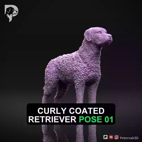 Dog 3D Print Model Curly Coated Retriever Dog Pose 01 Ready STL