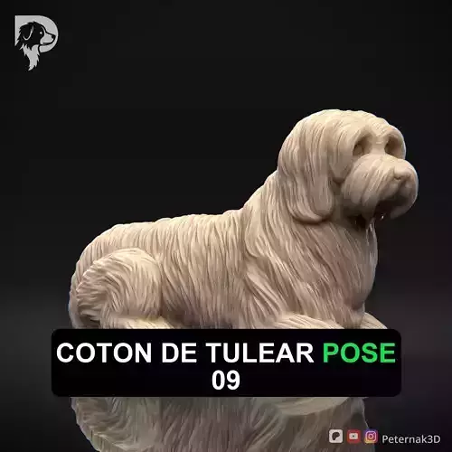 Dog 3D Print Model Coton De Tulear Dog Pose 09 Ready STL