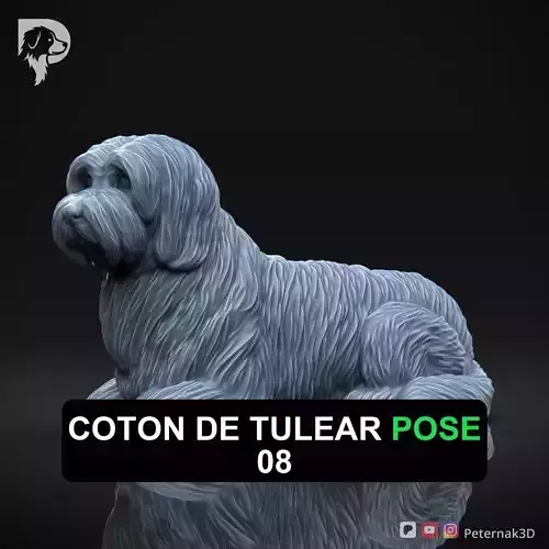 Dog 3D Print Model Coton De Tulear Dog Pose 08 Ready STL