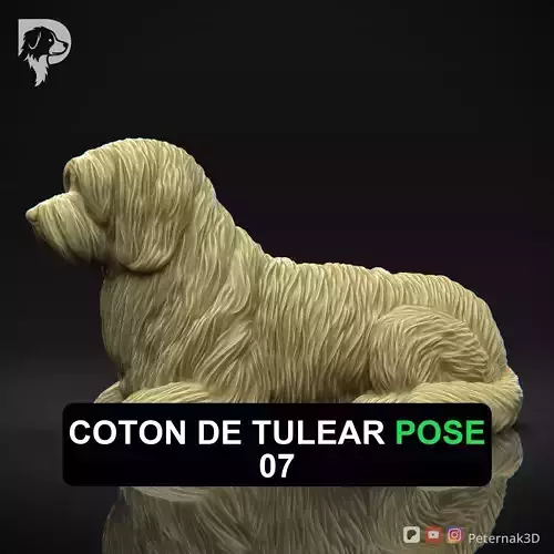 Dog 3D Print Model Coton De Tulear Dog Pose 07 Ready STL