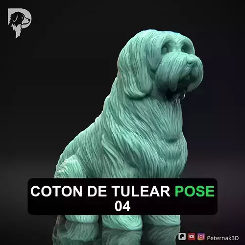 Dog 3D Print Model Coton De Tulear Dog Pose 04 Ready STL