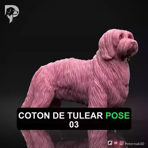 Dog 3D Print Model Coton De Tulear Dog Pose 03 Ready STL