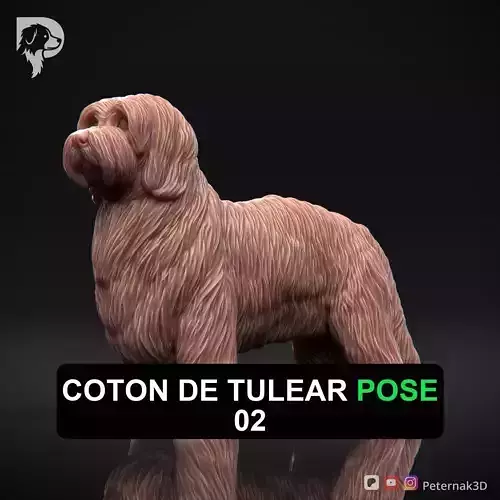 Dog 3D Print Model Coton De Tulear Dog Pose 02 Ready STL